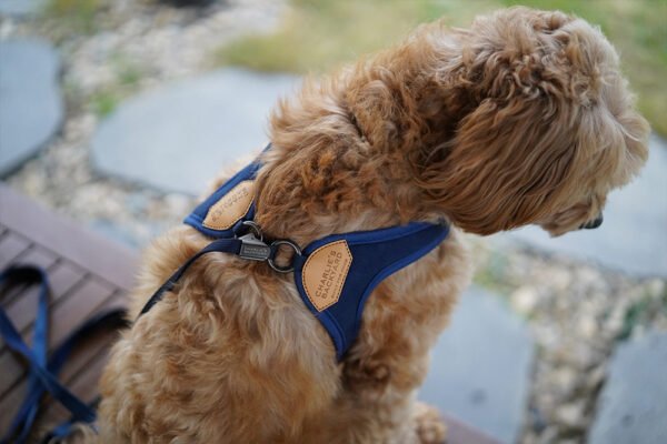 Hundenacken mit Easy Harness Navy-Blue