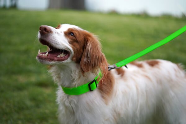 Hund seitlich mit Field Collar Neon Green