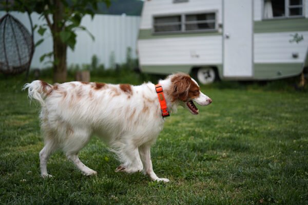 Hund seitlich mit Field Collar Neon Orange