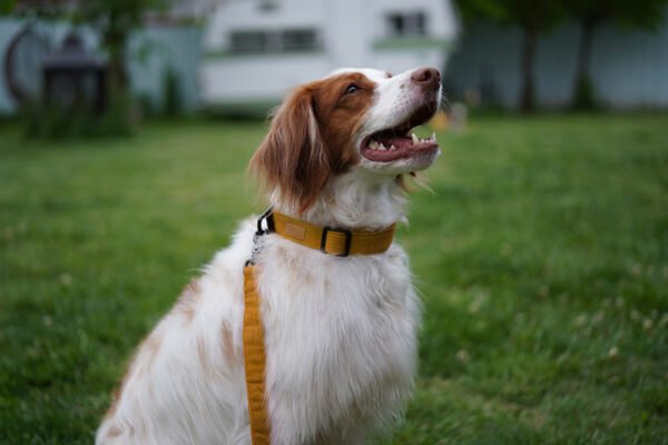 Hund seitlich mit Field Collar Yellow