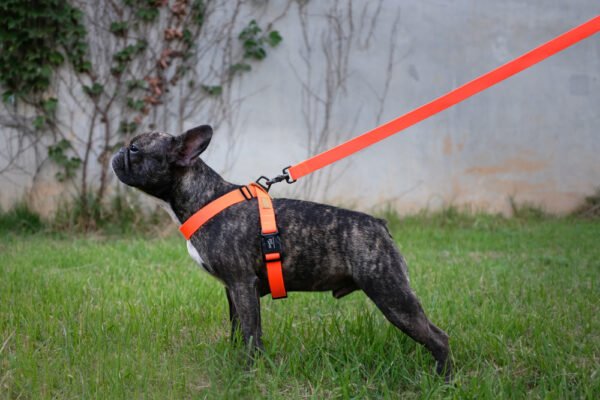 Hund seitlich mit Field Leash Neon Orange