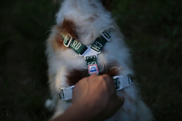 Trip Harness Hundegeschirr Grün Haltegriff