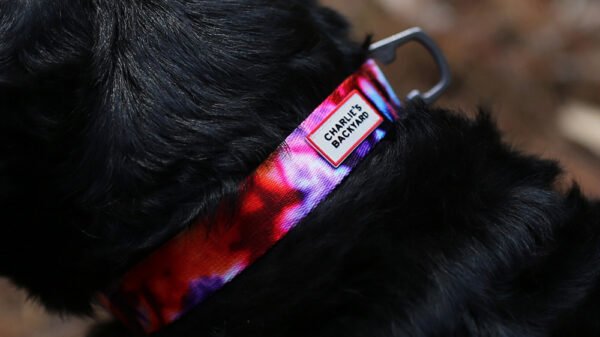 Rover Collar Webung (Hundehalsband)