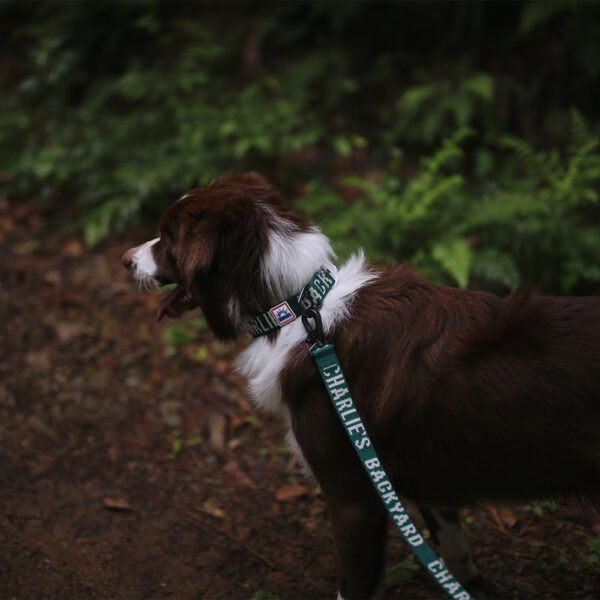 Trip Collar Green Verschluss (Hundehalsband)