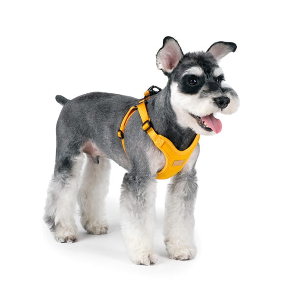 Hund mit Comfort Harness Yellow