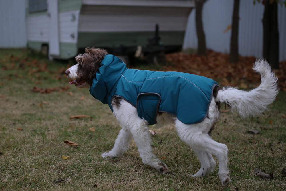 Raptor Jacket mit Hund Türkis